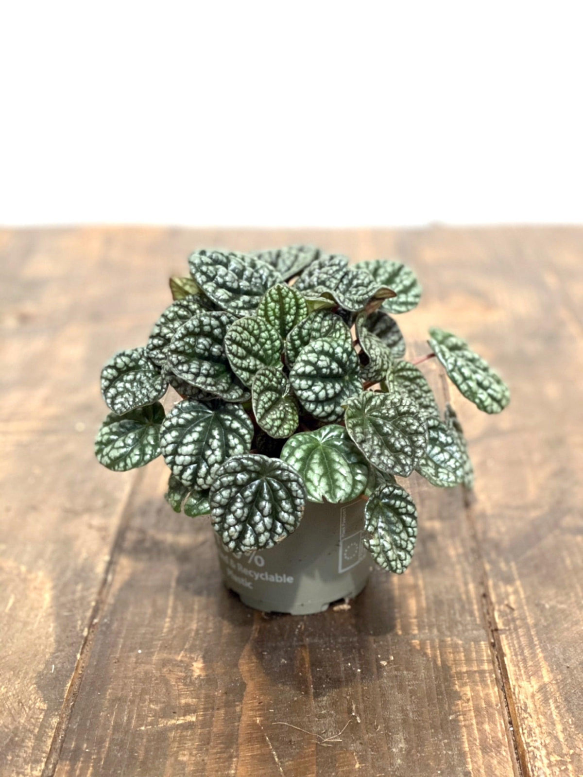 Peperomia Caperata Burbella | Pet Friendly House Plant - House of Kojo