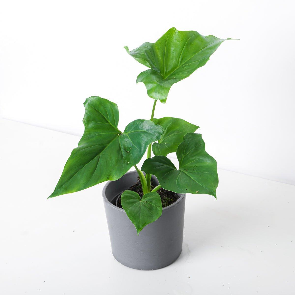 philodendron bip Philodendron bipinnatifidum x goeldii