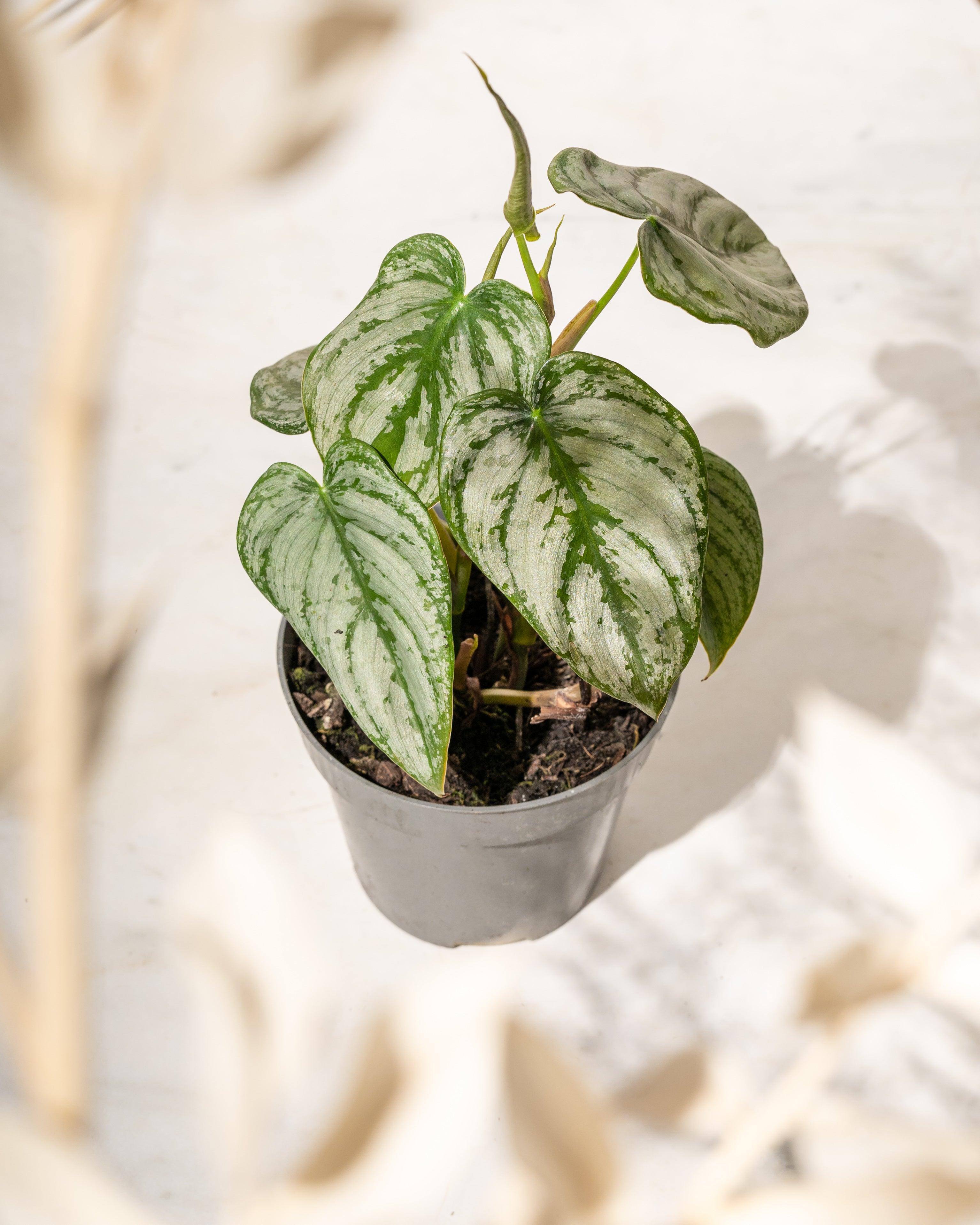 Silver Leaf' Philodendron