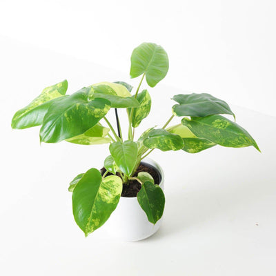 Philodendron Burle Marx Variegated - House of Kojo