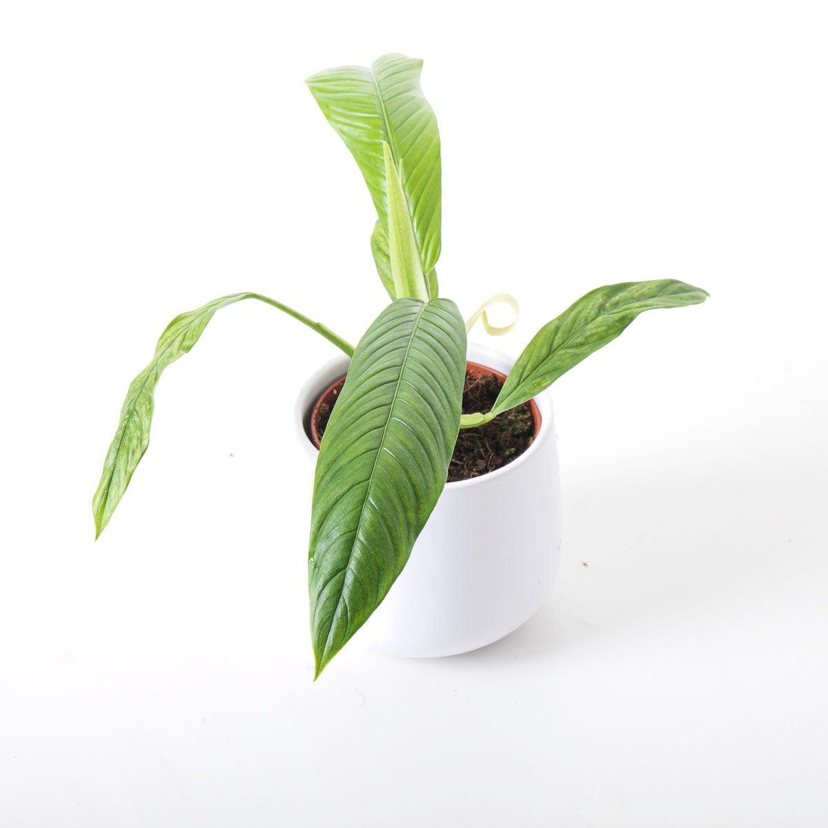 philodendron lynette care Philodendron Campii Lynette