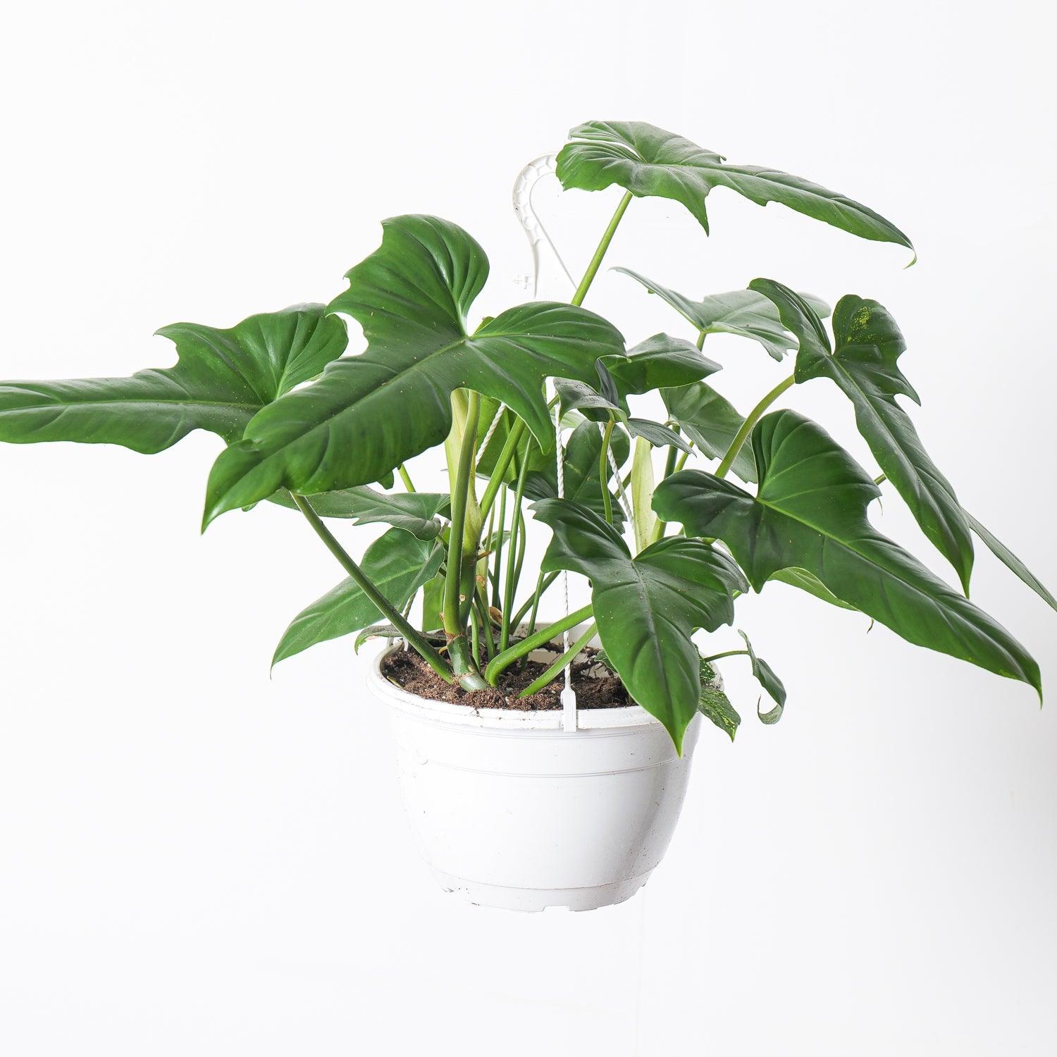 philodendron green dragon vs golden dragon Philodendron Golden Dragon