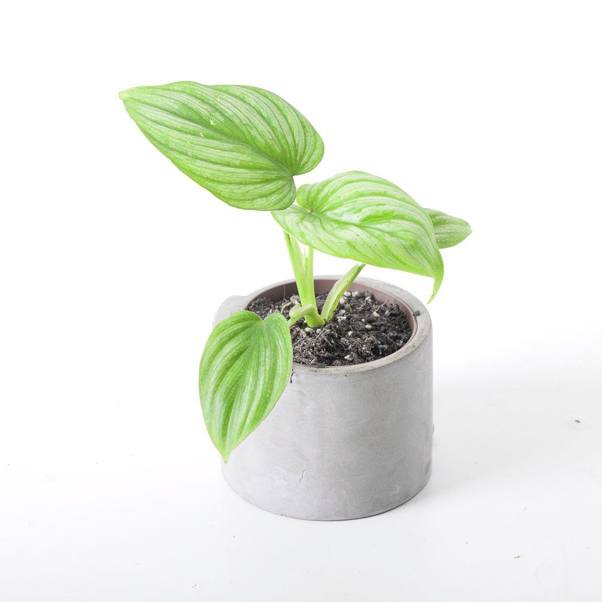 philodendron mamei moss pole Philodendron Mamei