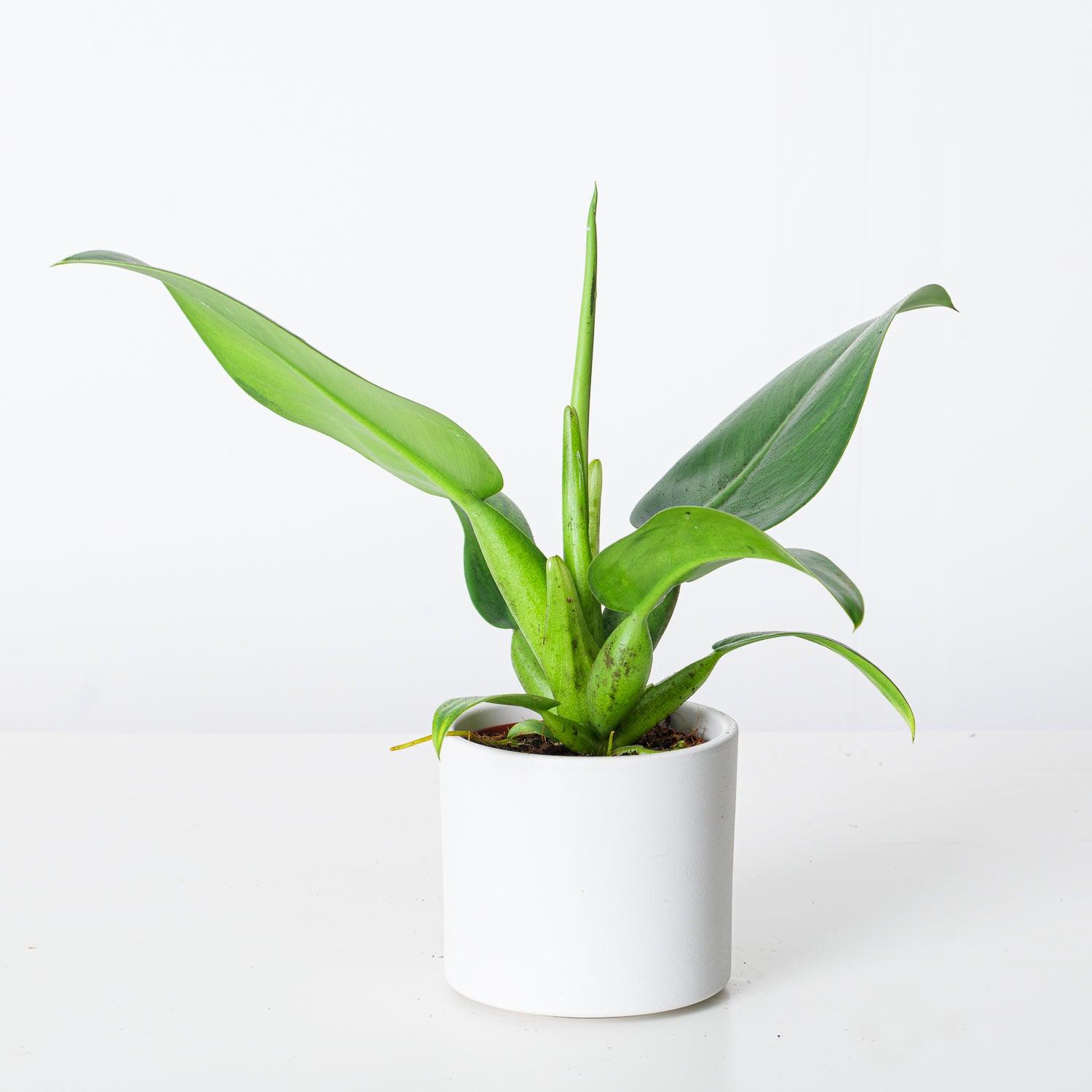 philodendron martianum variegata Philodendron Martianum | Philodendron Pacova | Philodendron Fatboy