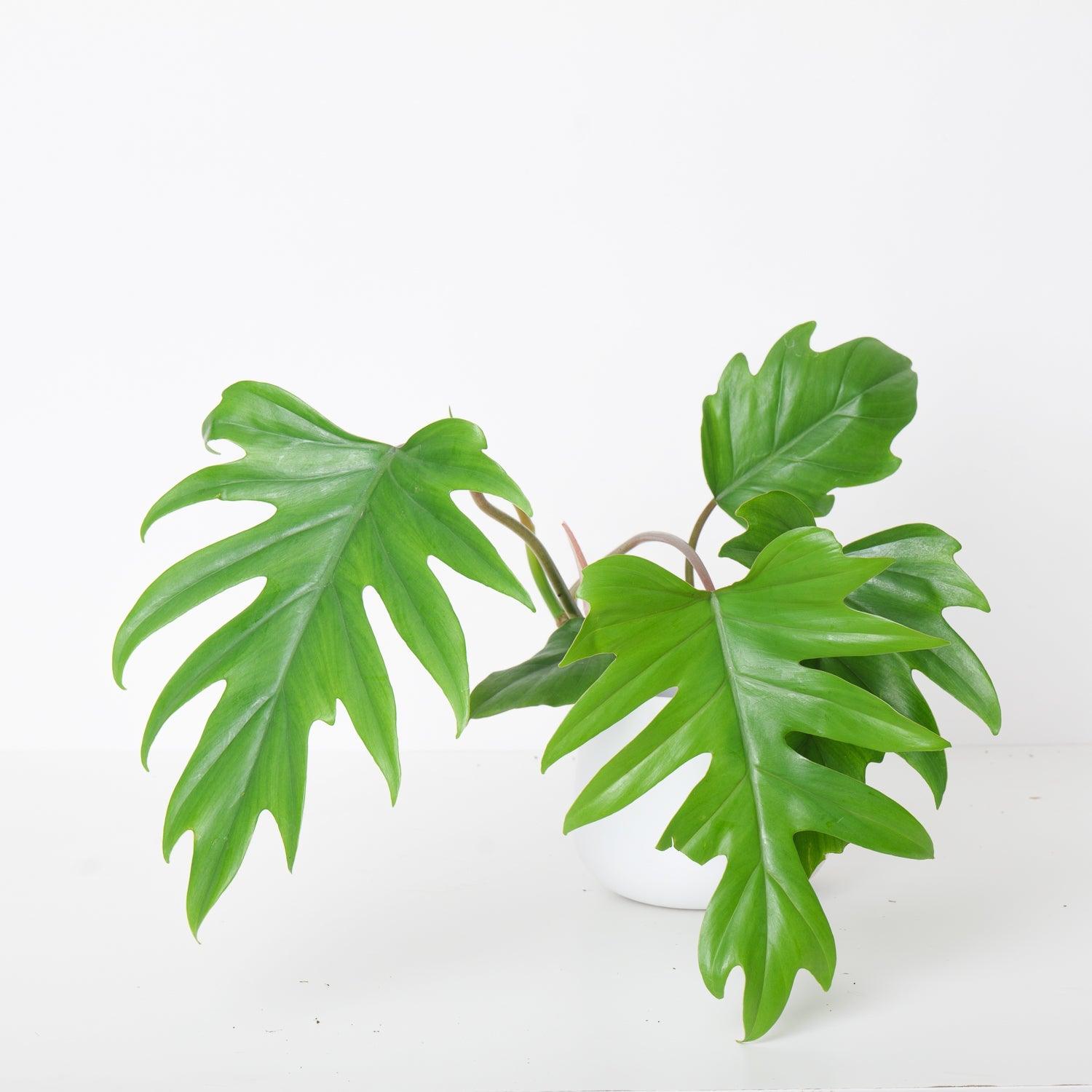 mature philodendron mayoi Philodendron Mayoi