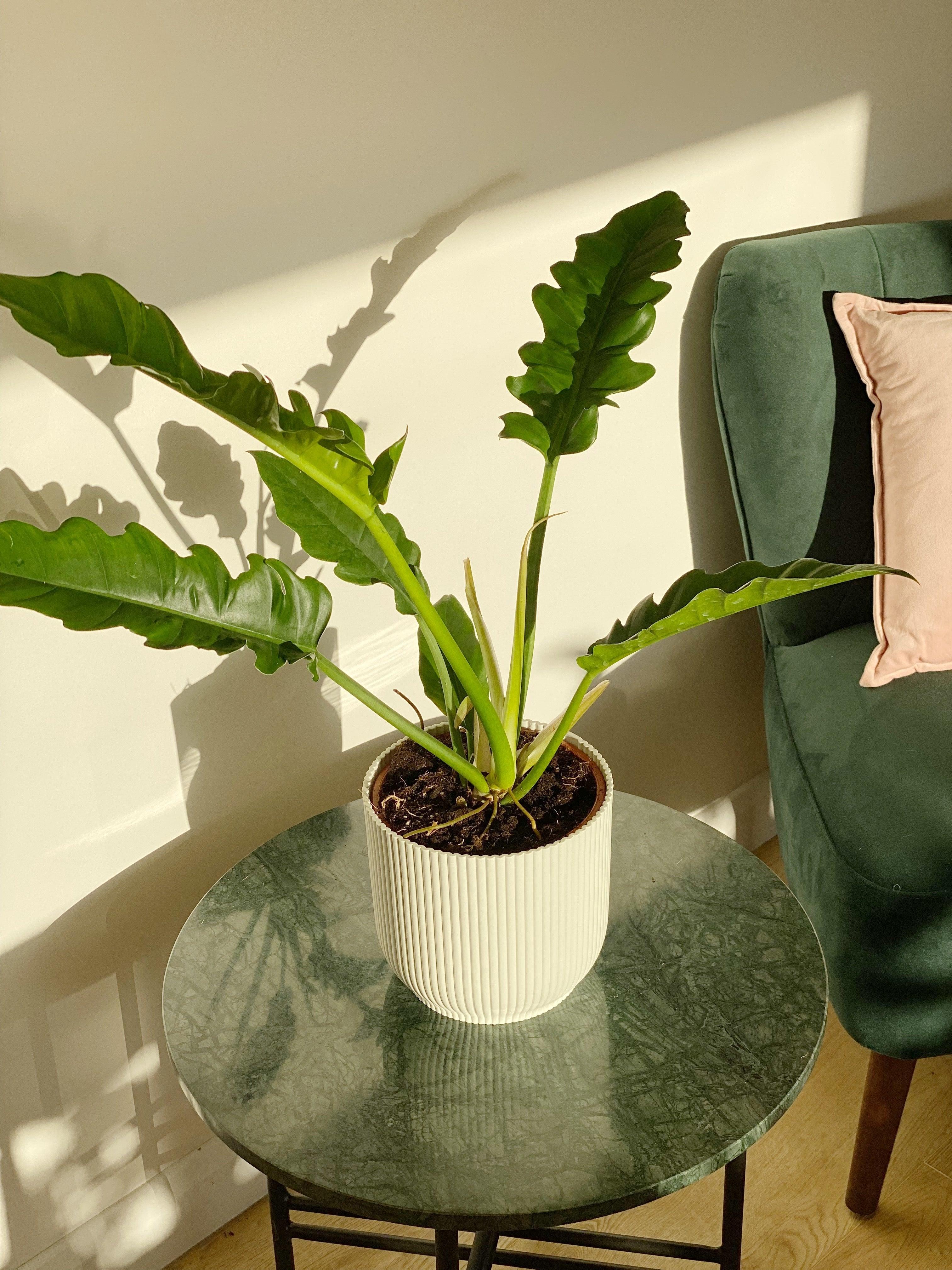 philodendron narrow care Philodendron Narrow Escape