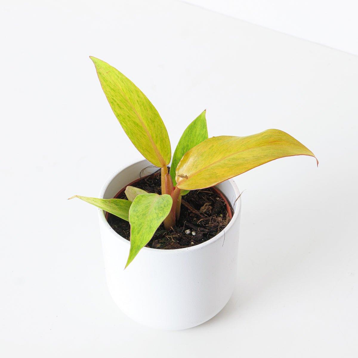 orange marmalade philodendron care Philodendron Orange Marmalade