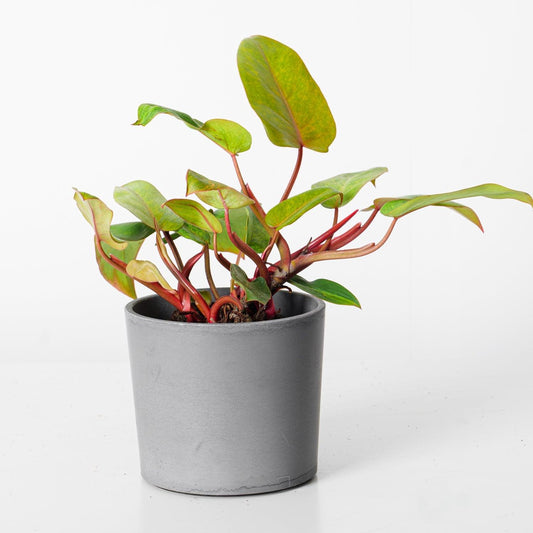 Philodendron Painted Lady - House of Kojo