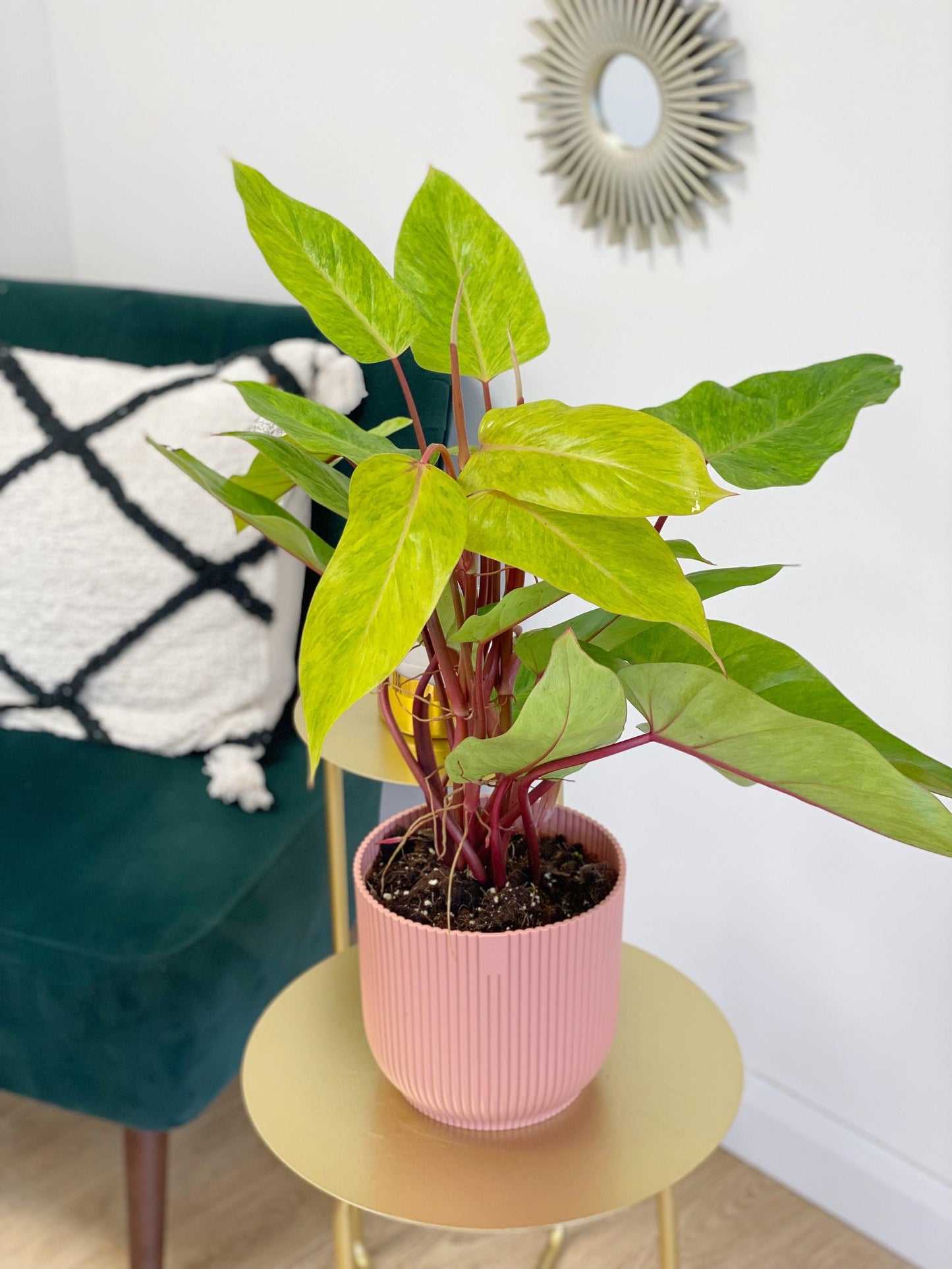Philodendron Painted Lady - House of Kojo