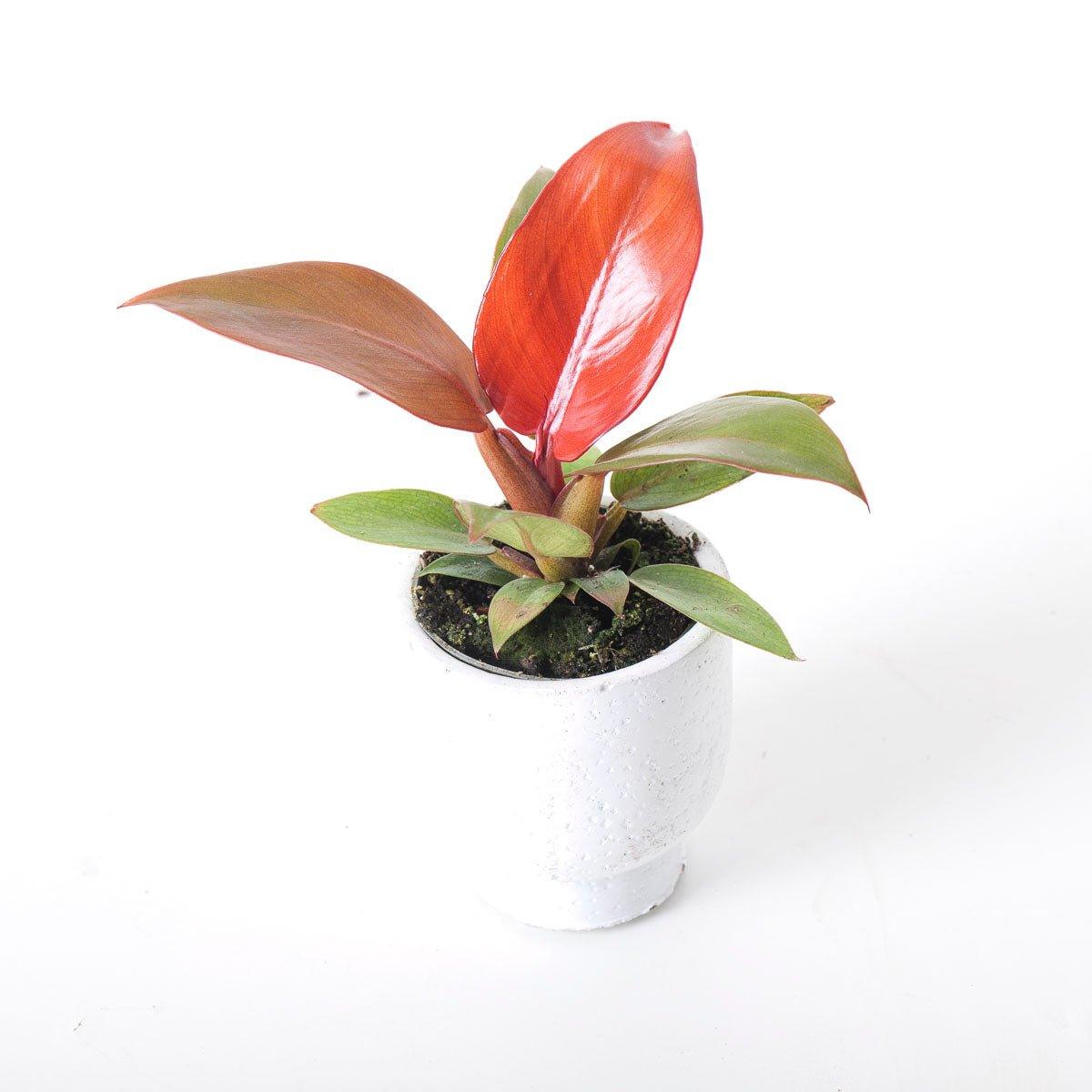 red back philodendron Philodendron Red Sun