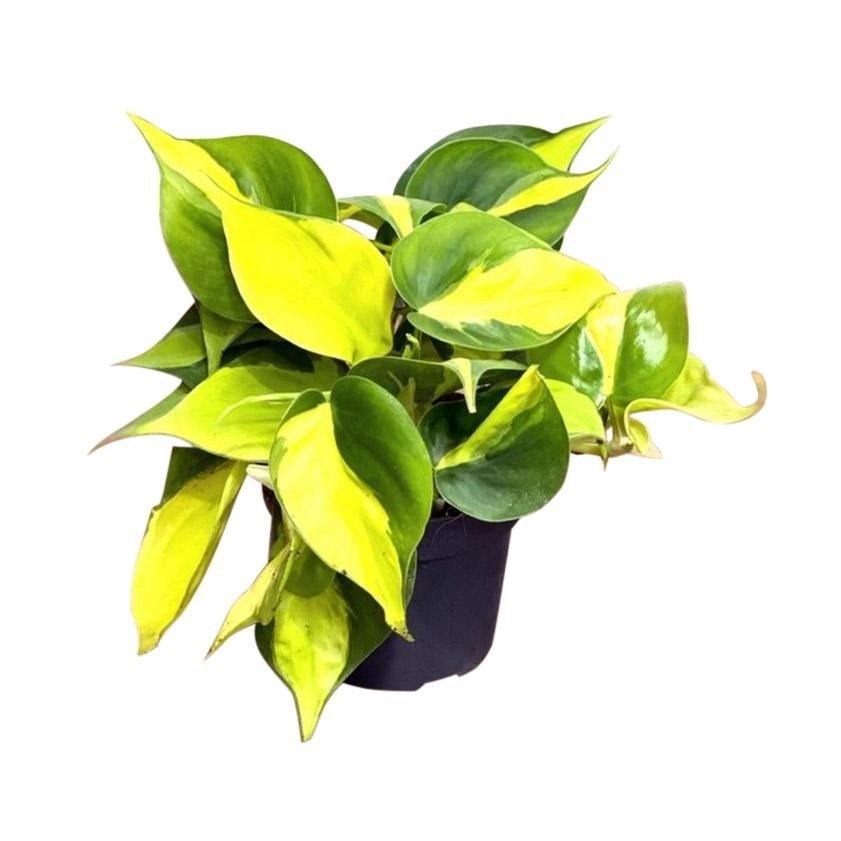 philodendron scandens yellow Philodendron Scandens Brasil