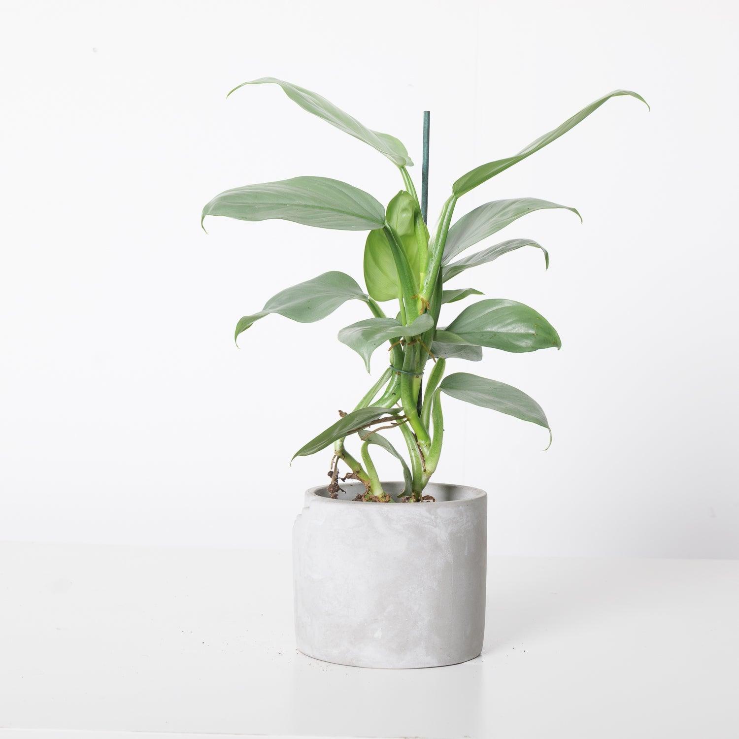 philodendron silver sword cats Philodendron Silver Sword