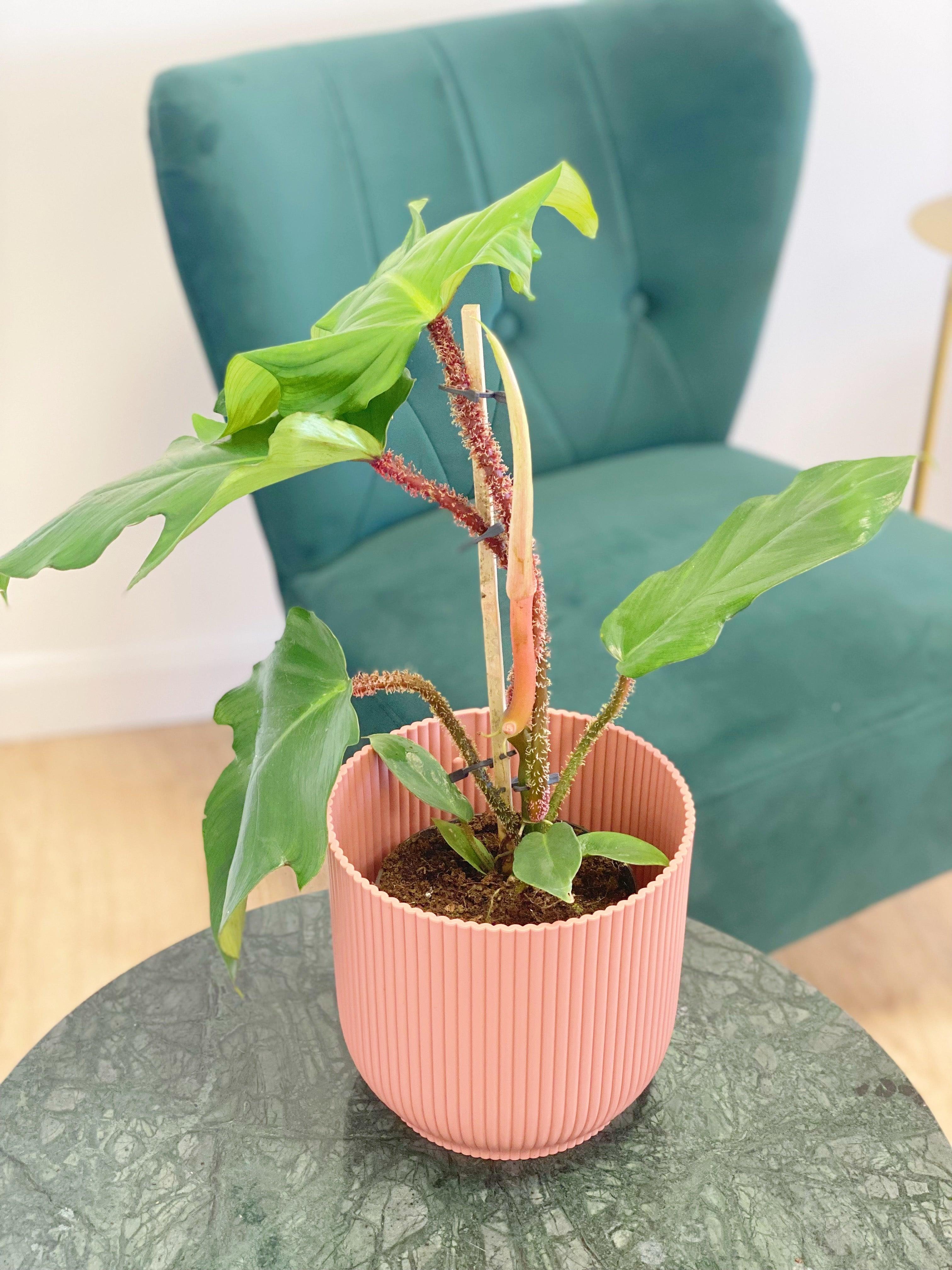 philodendron squamiferum price Philodendron Squamiferum