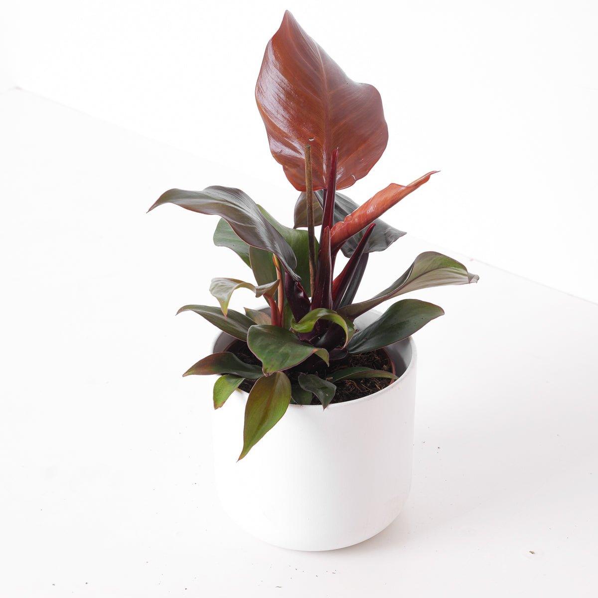 philodendron sunlight hybrid Philodendron Sunlight