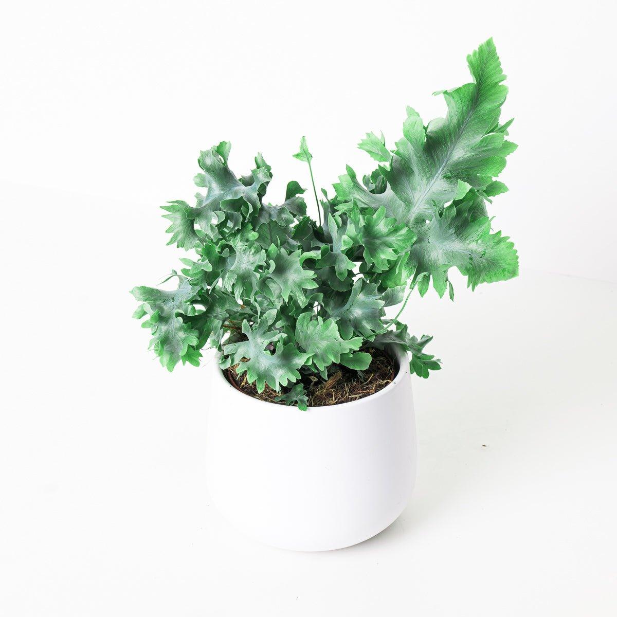 blue star davana fern Phlebodium Aureum Davana | Blue Star Fern