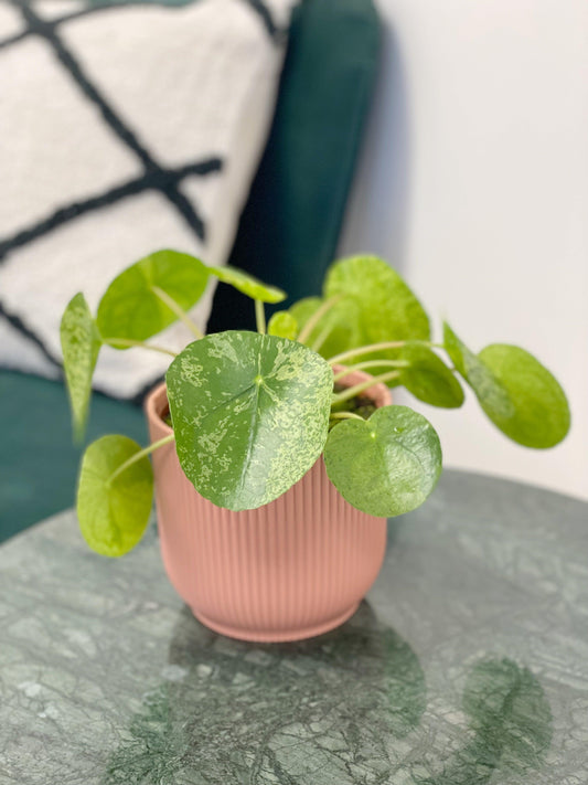 Pilea Peperomioides Mojito | Variegated Chinese Money Plant - House of Kojo