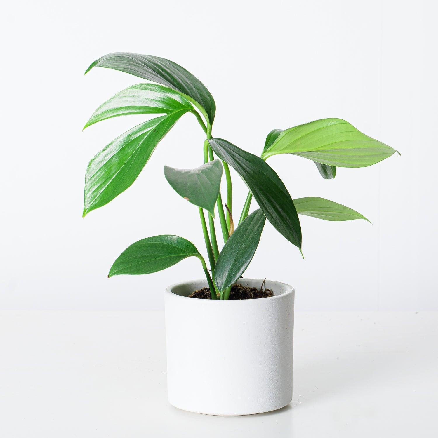 philodendron dragon tail vs rhaphidophora decursiva Rhaphidophora Decursiva