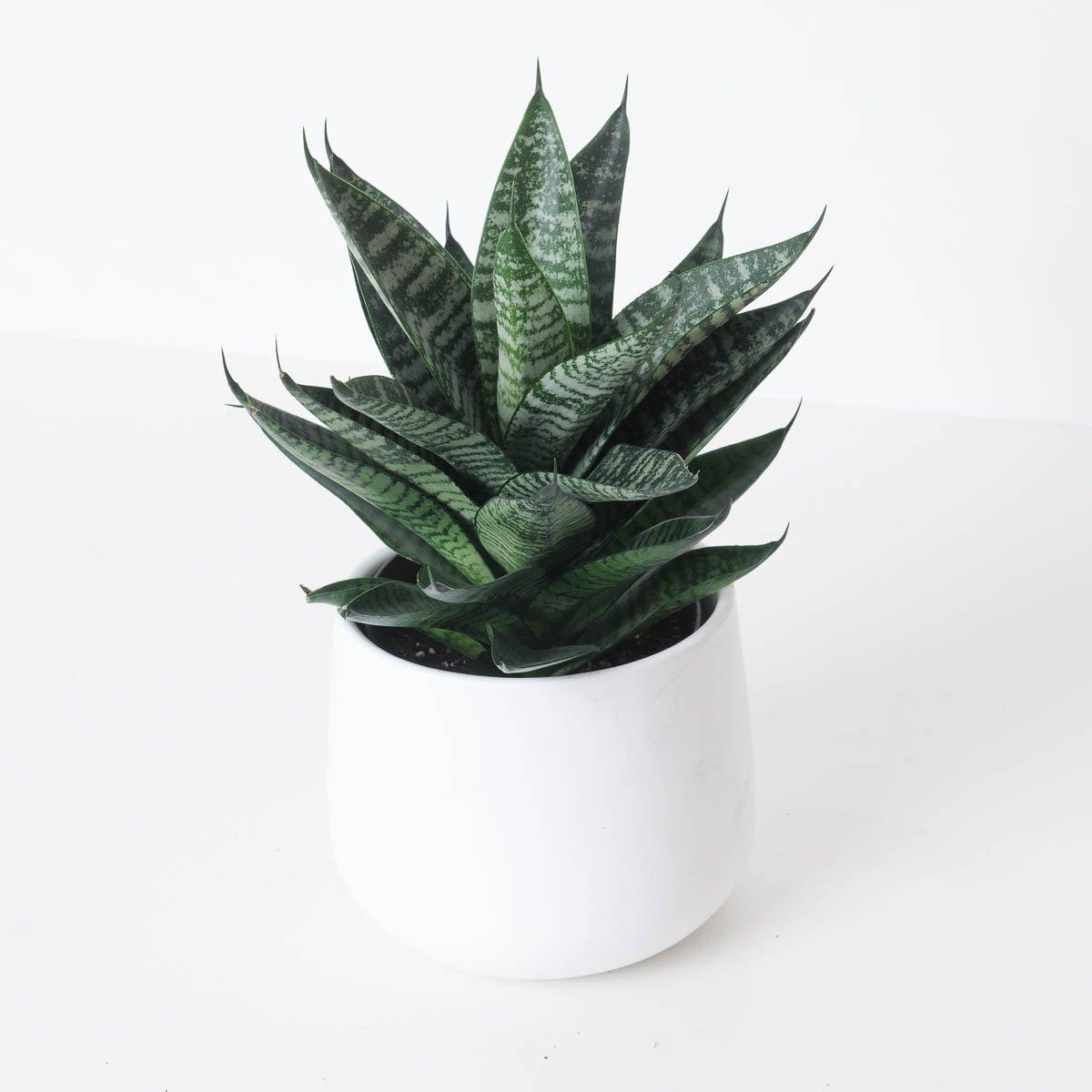 short sansevieria Sansevieria Star Ming Green Marble