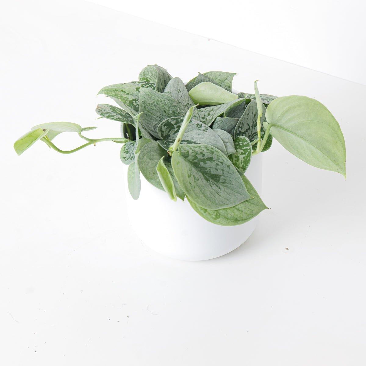 silver ann vs satin pothos Scindapsus Pictus Silvery Ann