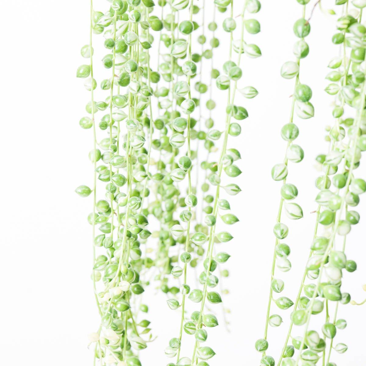 Senecio rowleyanus variegated | Variegated String of Pearls - House of Kojo