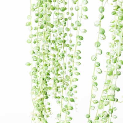 Senecio rowleyanus variegated | Variegated String of Pearls - House of Kojo