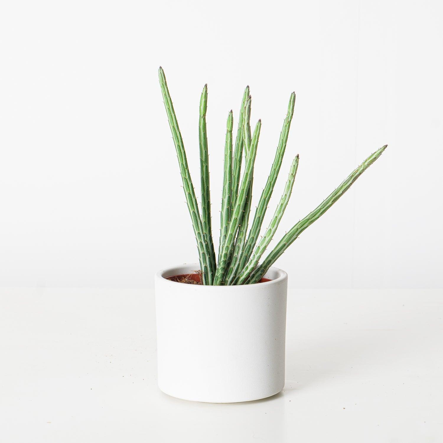 senecio snake plant Senecio Stapeliiformis | Pickle Cactus
