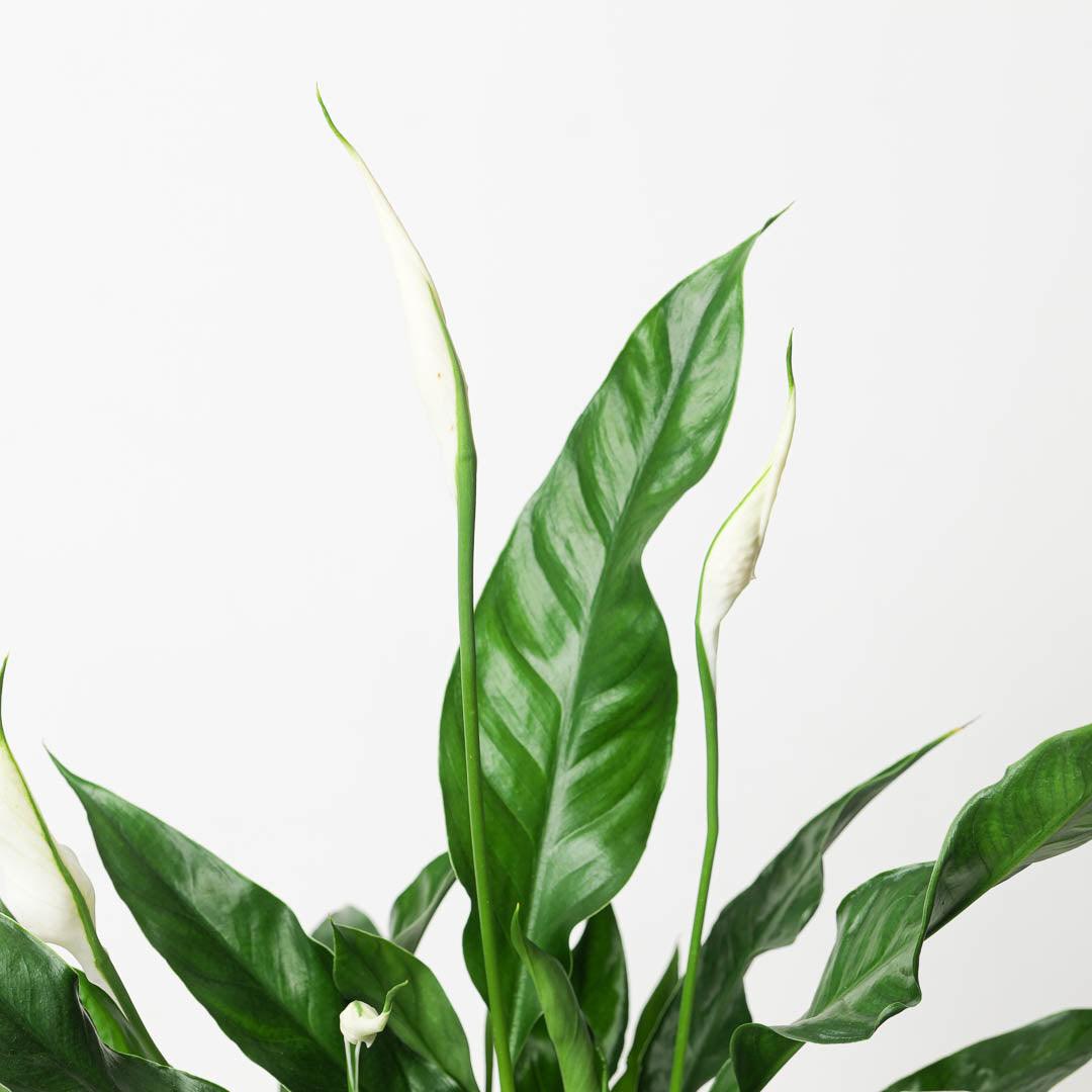 Spathiphyllum sp. 'Sweet Curiosa' | Peace Lilly - House of Kojo