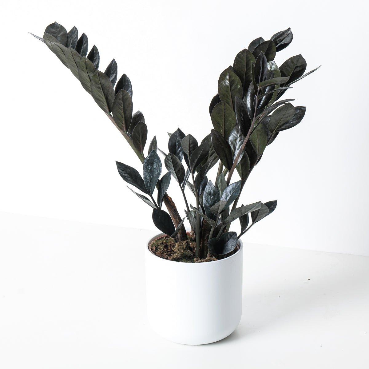dark zz plant Zamioculcas Zamiifolia Black Raven