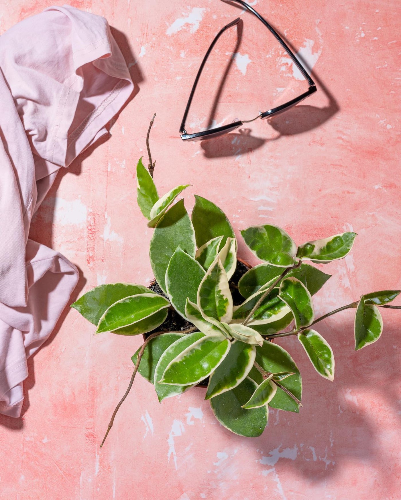 Hoya Care Guide