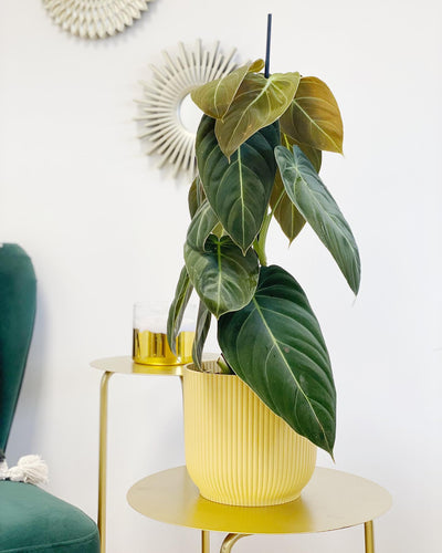 Our Philodendron Faves