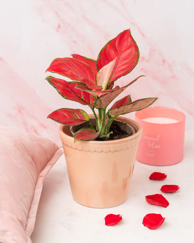 Valentine's Day gifts for houseplant lovers ❤️