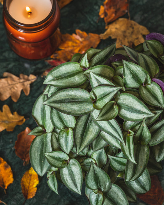 Spooktacular Halloween Plants at House of Kojo!