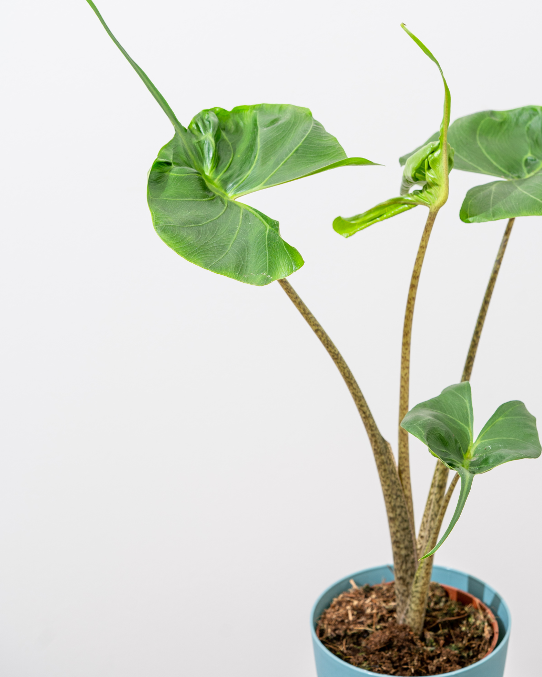 Three houseplant lessons we can learn from Japanese Gardening