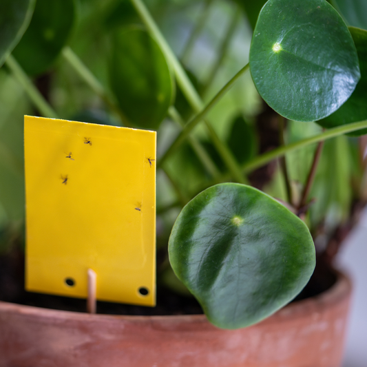 How to Get Rid of Fungus Gnats from Your Houseplants