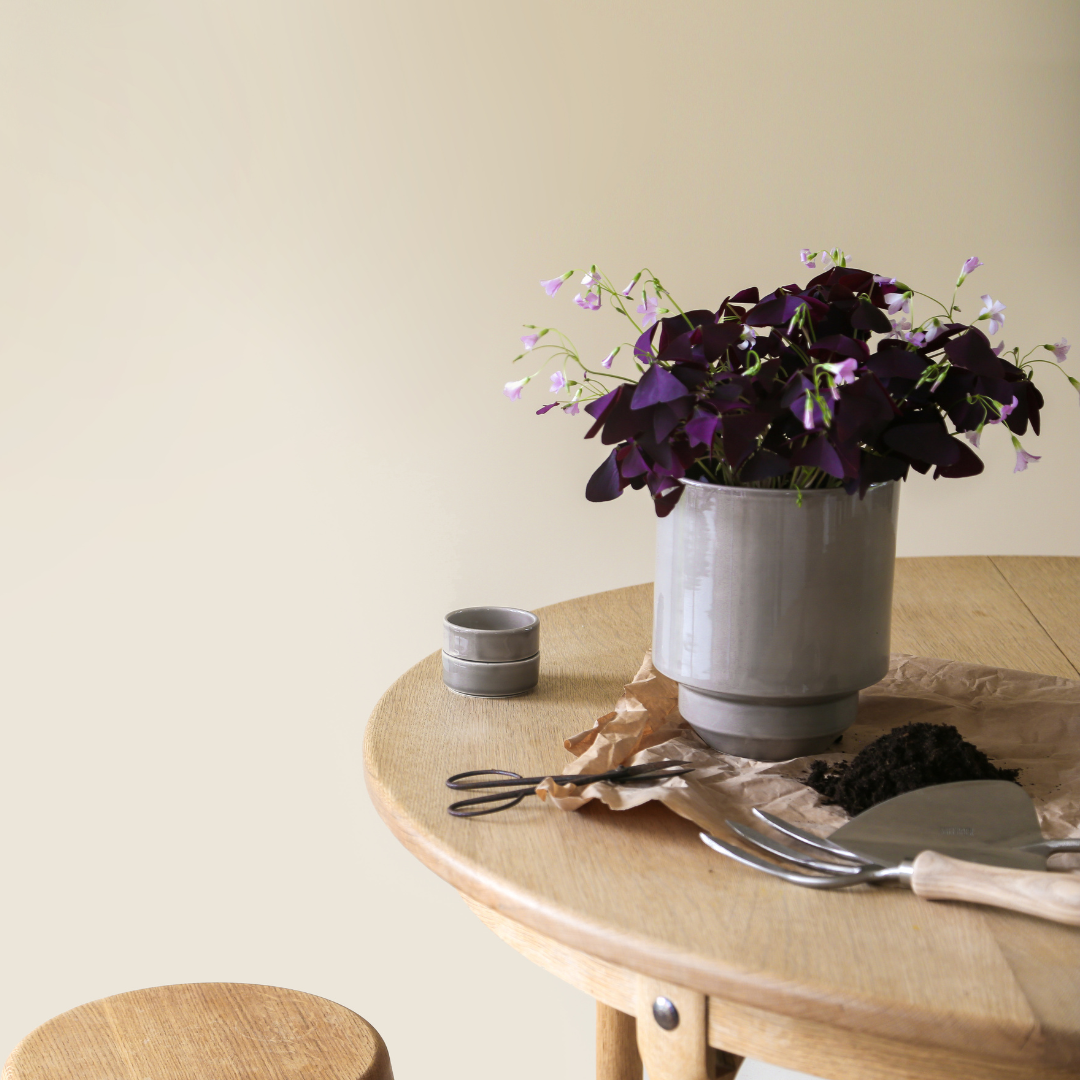 When should I repot my houseplant?