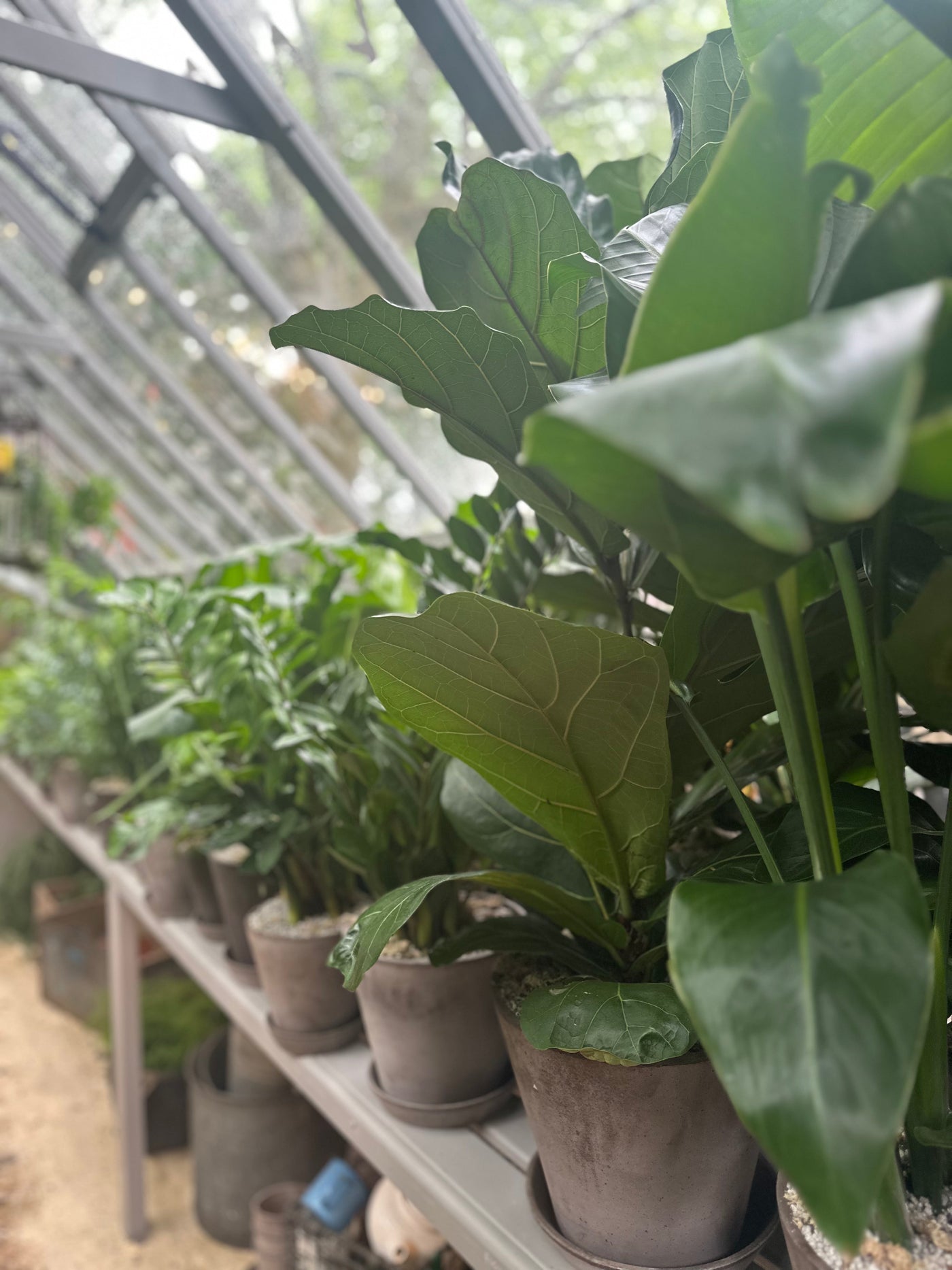 UK Houseplant Events & Festival Calendar 2025