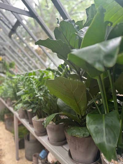 UK Houseplant Events & Festival Calendar 2025
