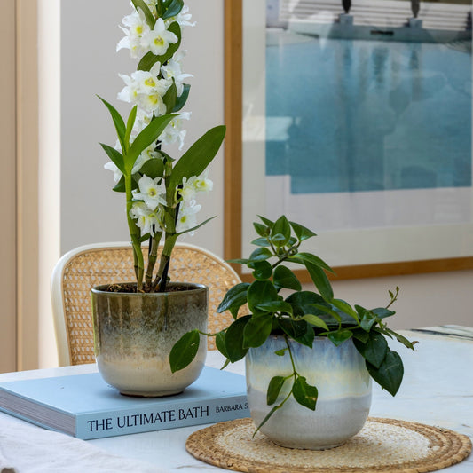 Root Rot on Your Houseplants? Here's How to Manage It