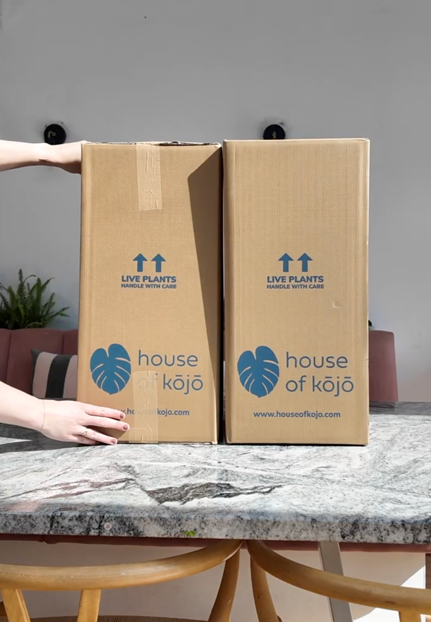 DOs & DON'Ts When Bringing Home A New Houseplant