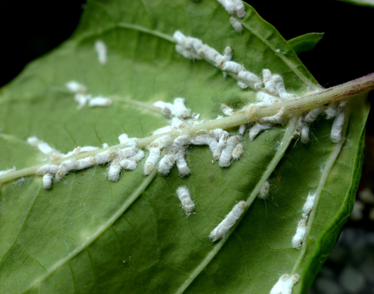 Types of Pests and How to Manage Them