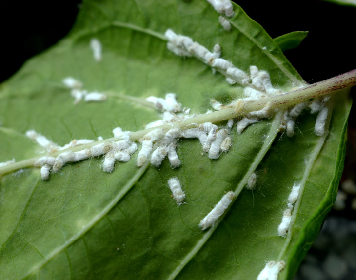 Types of Pests and How to Manage Them