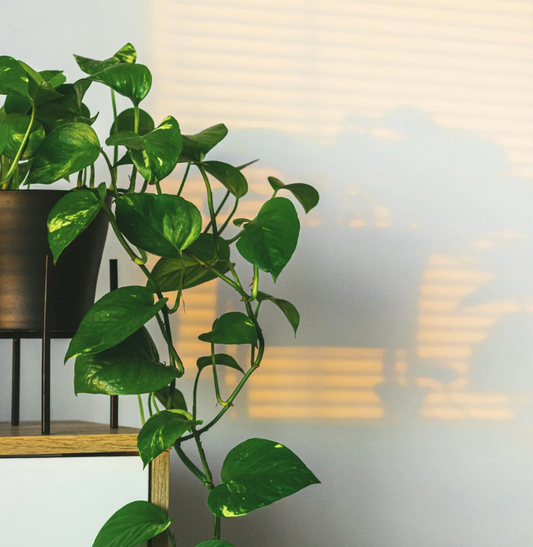 5 Reasons Why Bottom Watering is Best for Houseplants