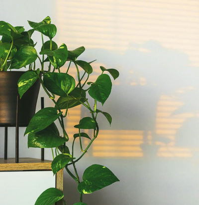 5 Reasons Why Bottom Watering is Best for Houseplants