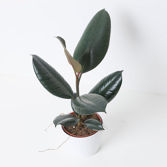 How to Care for Ficus