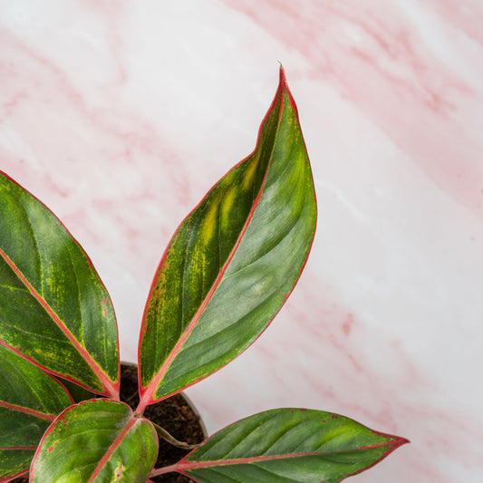 Pink houseplants you need in your home!
