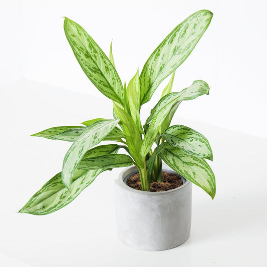 How to Care for Aglaonema