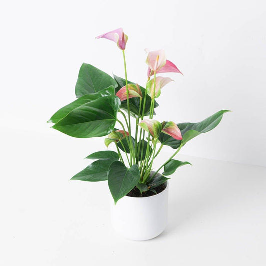 How to Care for Anthurium