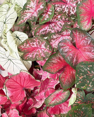 Caring for your caladiums through Winter