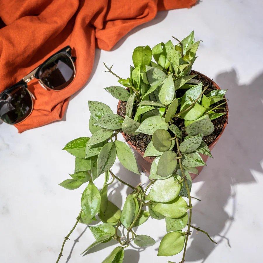 Caring for your houseplants over the summer months - House of Kojo