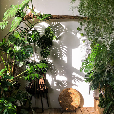 How to keep your houseplants alive during a heatwave